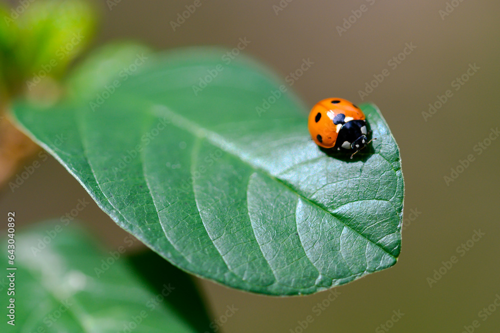 Close up of a ladybug sitting on a green leaf Close up of a ladybug sitting on a green leaf