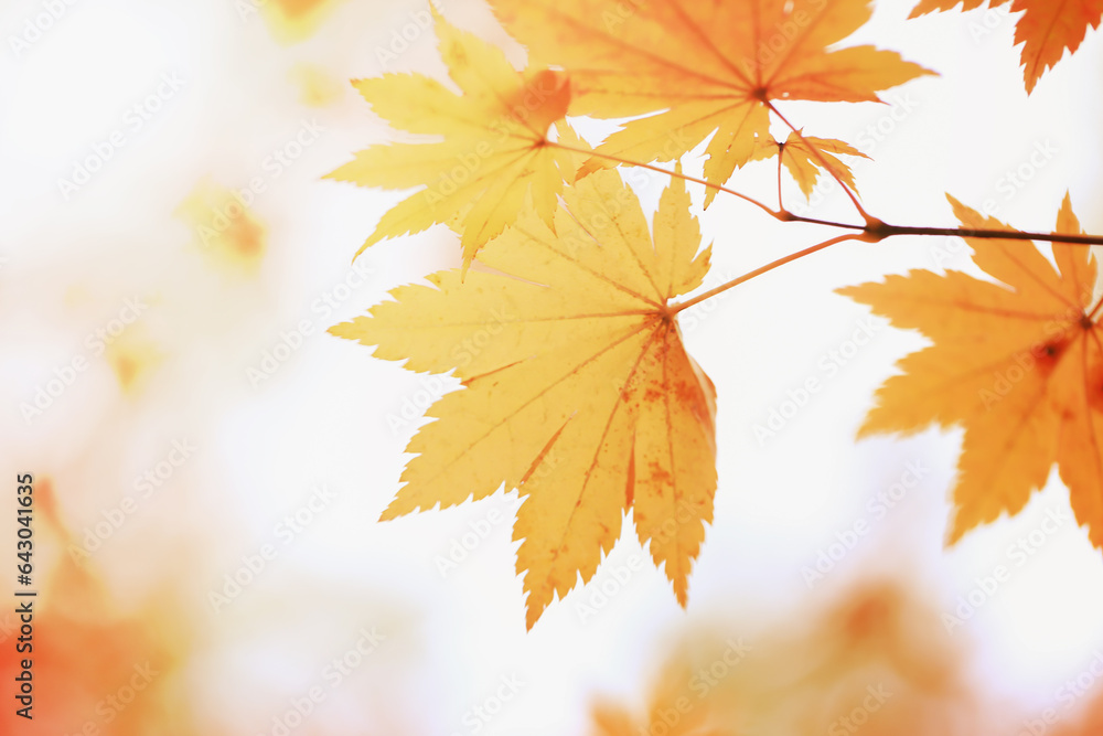 Abstract blurred autumn background with yellow maple leaves Abstract blurred autumn background with yellow maple leaves