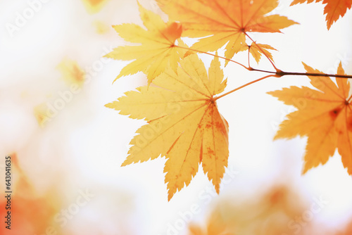 Abstract blurred autumn background with yellow maple leaves