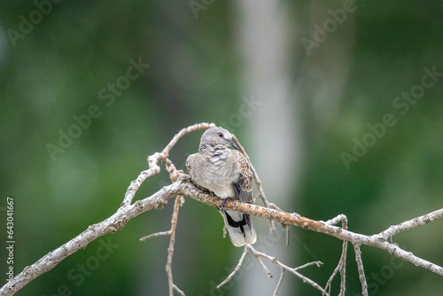 Cuadro en lienzo tortora selvatica arruffata su posatoio
