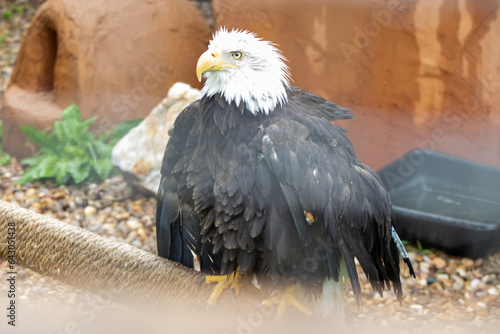 Bald Eagle at Reptile Garden Tortuga Falls Rapid City South Dakota thru Glass