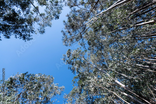 Wallpaper Mural madeira Torontodigital.ca