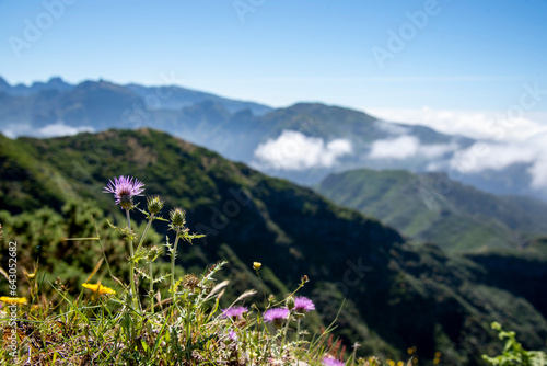 Wallpaper Mural madeira Torontodigital.ca