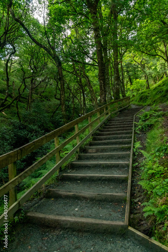 Fototapeta Naklejka Na Ścianę i Meble -  Trail in wicklow forest