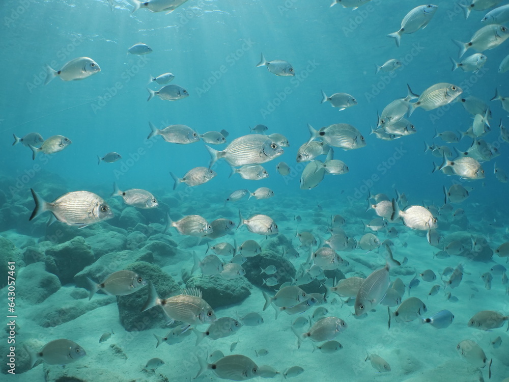 fish school scenery underwater sun beams sun rays underwater mediterranean sea sun shine relaxing ocean scenery