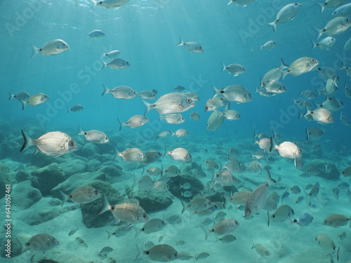 fish school scenery underwater sun beams sun rays underwater mediterranean sea sun shine relaxing ocean scenery © underocean