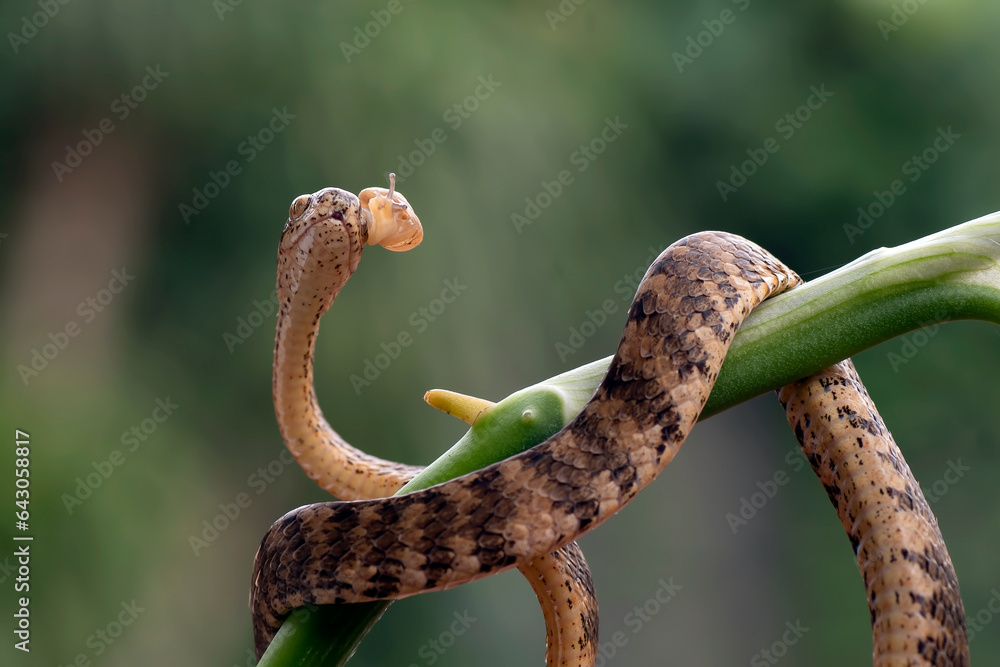 Close-up photo of a Keeled slug snake 
