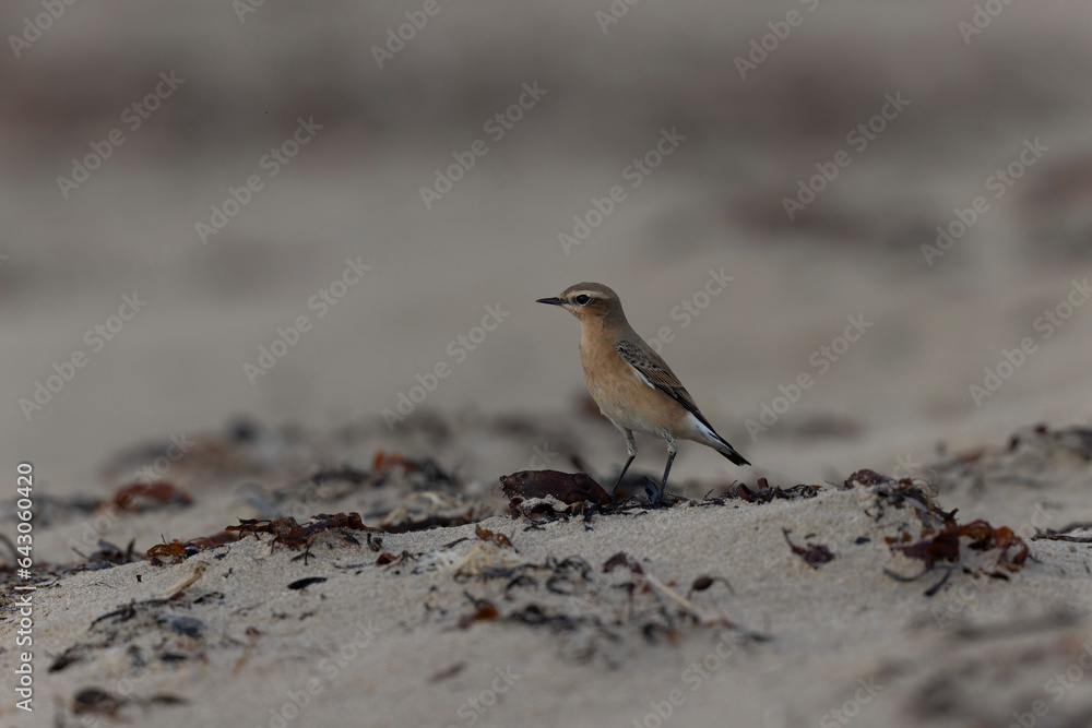 European Wheatear Oenanthe oenanthe from Cotentin, France European Wheatear Oenanthe oenanthe from Cotentin, France