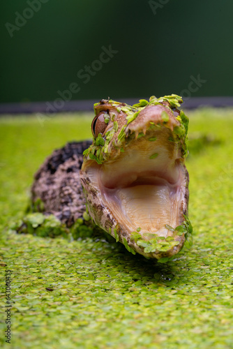 Curvier's Dwarf Caiman photo