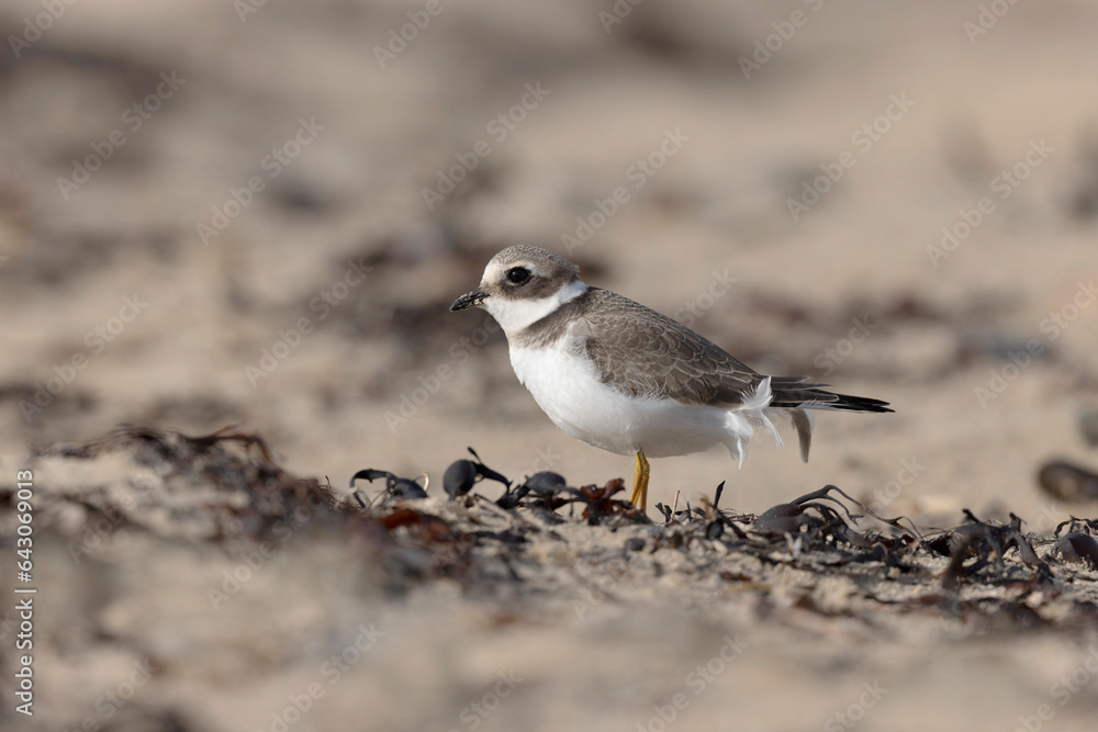 Common ringed Plover Charadrius hiaticula on a sandy beach in Normandy Common ringed Plover Charadrius hiaticula on a sandy beach in Normandy