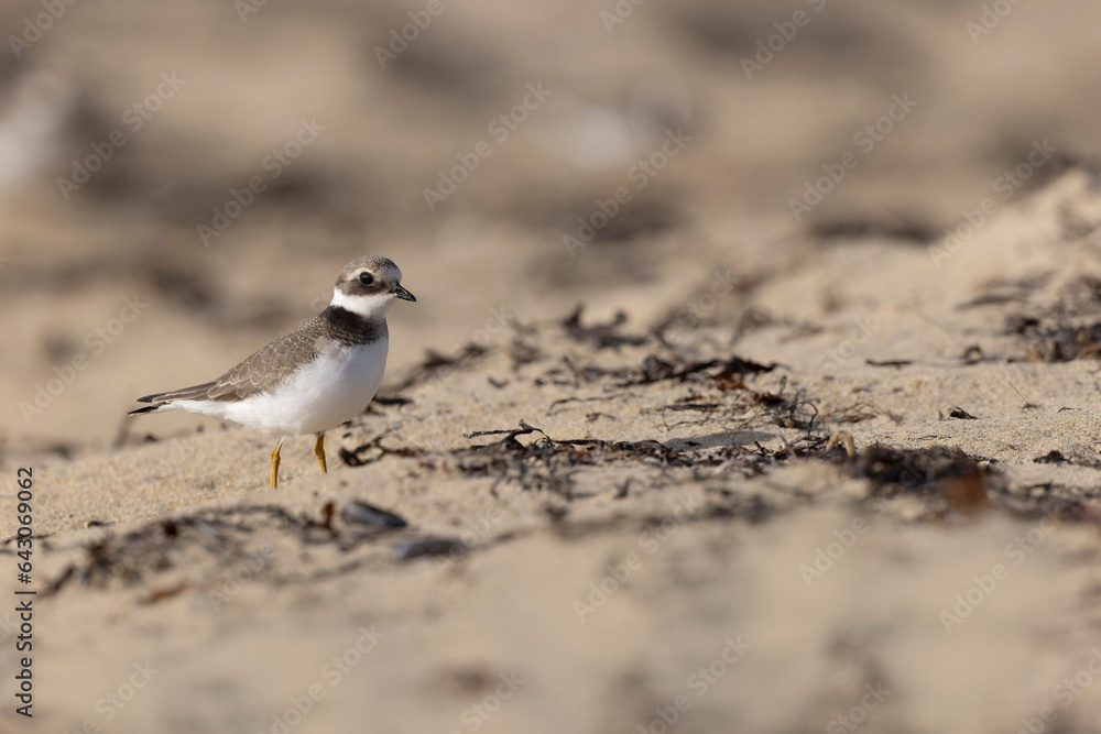Common ringed Plover Charadrius hiaticula on a sandy beach in Normandy Common ringed Plover Charadrius hiaticula on a sandy beach in Normandy