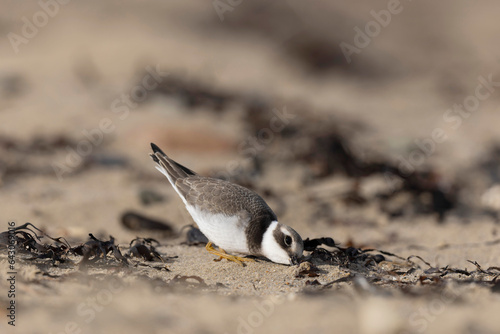 Common ringed Plover Charadrius hiaticula on a sandy beach in Normandy photo