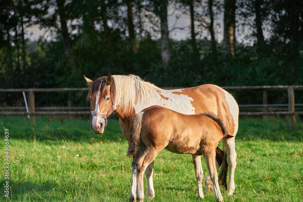 Portrait of baby horse foal suckling milk from her mare. a mare with her newborn foal standing in a pasture Portrait of baby horse foal suckling milk from her mare. a mare with her newborn foal standing in a pasture