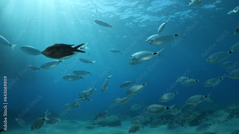 fish school scenery underwater sun beams sun rays underwater mediterranean sea sun shine relaxing ocean scenery fish school scenery underwater sun beams sun rays underwater mediterranean sea sun shine relaxing ocean scenery