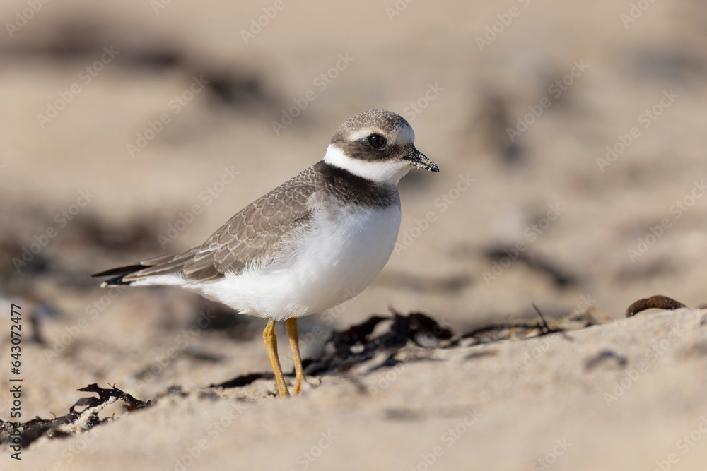 Common ringed Plover Charadrius hiaticula on a sandy beach in Normandy Common ringed Plover Charadrius hiaticula on a sandy beach in Normandy