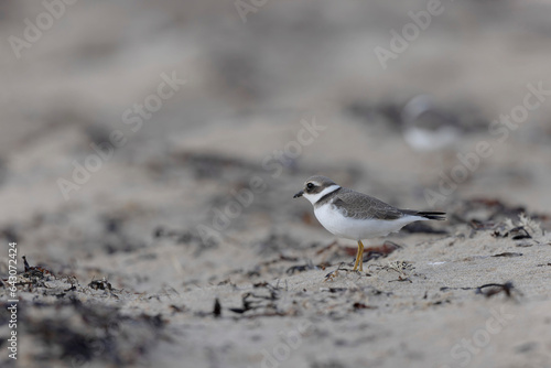 Common ringed Plover Charadrius hiaticula on a sandy beach in Normandy