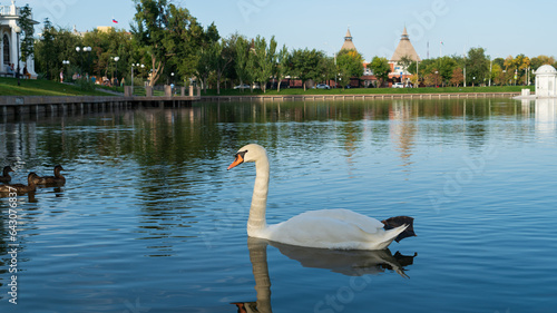 Astrakhan  Russia. Swan lake with birds. Swan. Against the background of the towers of the Astrakhan Kremlin. Sunset time