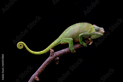 Female fischer chameleon on a black background © shirly