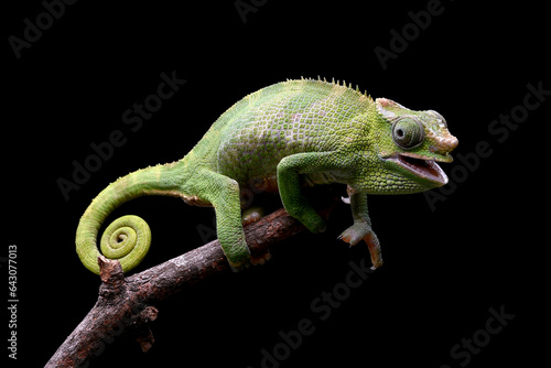 Female fischer chameleon on a black background