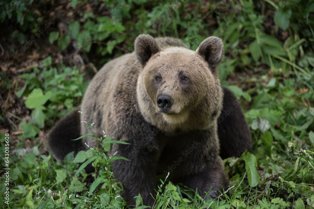 Brown bear in the wilderness, Ursus arctos Brown bear in the wilderness, Ursus arctos