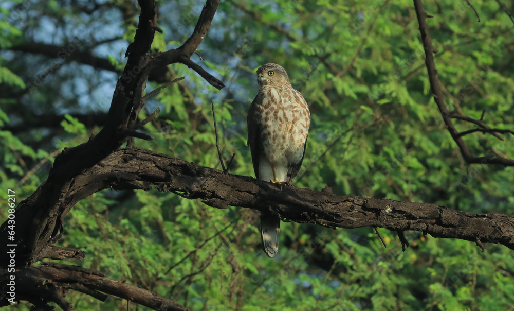 Shikra: A fierce hunter concealed within nature's embrace. Shikra: A fierce hunter concealed within nature's embrace.