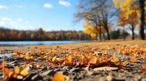 A carpet of beautiful yellow and orange fallen leaves against a blurred natural park and blue sky on a bright sunny day. Natural autumn landscape.