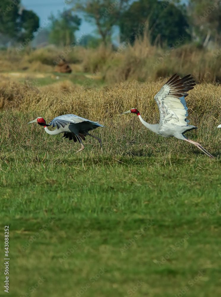 Fototapeta premium The Indian Sarus crane is ready to take off