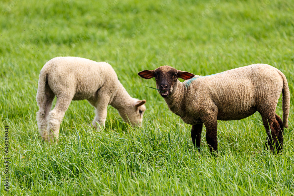 Young sheep on grass field in spring Young sheep on grass field in spring