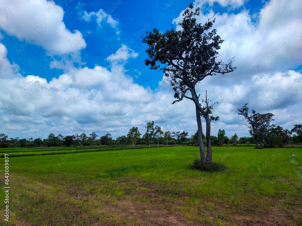 Obraz premium The big tree in the middle green ricefield with the blue cloud.