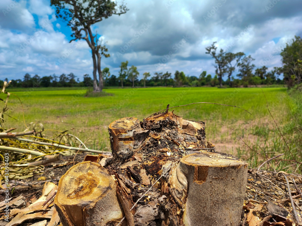 Cut eucalyptus tree for firewood in front of rice field. Stock Photo