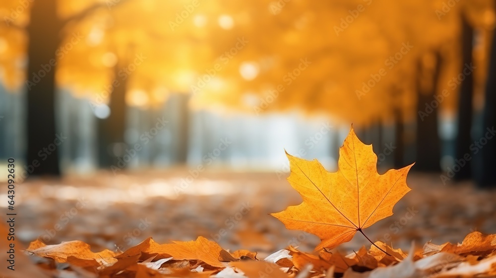 Beautiful Autumn leaves in orange against a blurry park in sunlight with beautiful bokeh. Natural autumn background