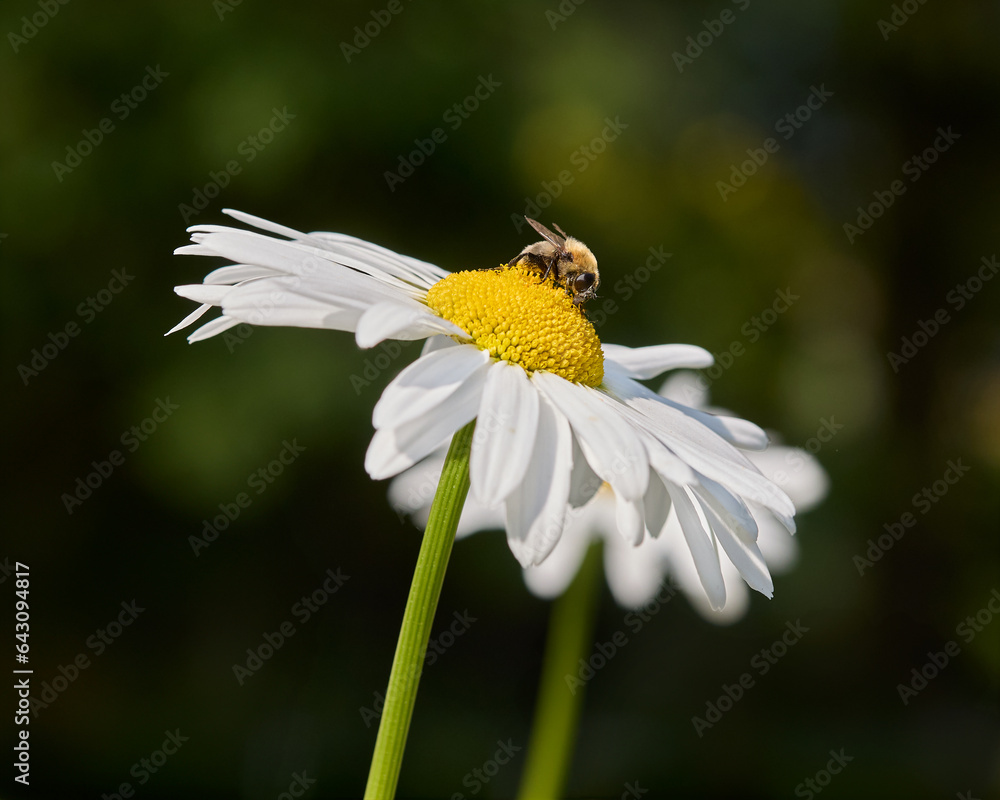 Insect on daisy flower in garden Insect on daisy flower in garden