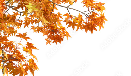 Autumn leaves on white background