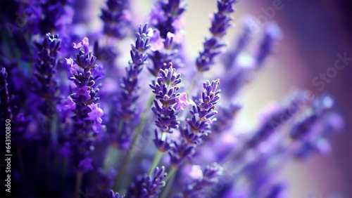Lavender: Lavandula (with various species like Lavandula angustifolia), violet, beautiful fields
