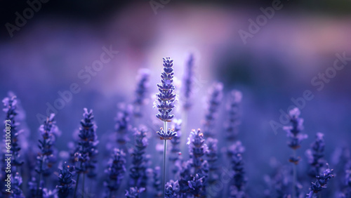 Lavender  Lavandula  with various species like Lavandula angustifolia   violet  beautiful fields