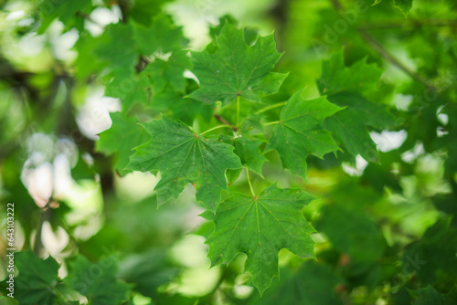 Sunlit trees in a lush green park, symbolizing nature's hope and vitality, a serene refuge for rejuvenation and peace