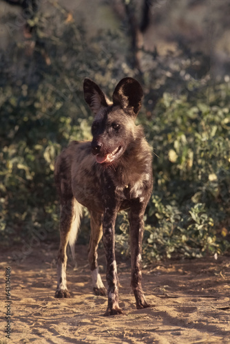 African wild dog