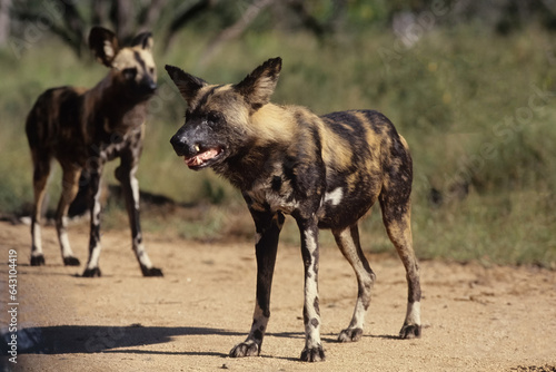 African wild dog