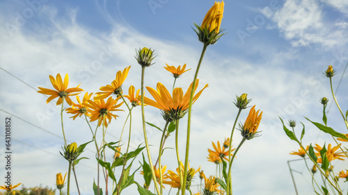 Helianthus occidentalis, the fewleaf sunflower or western sunflower photo