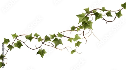 Ivy, ivy branches and ivy tendril