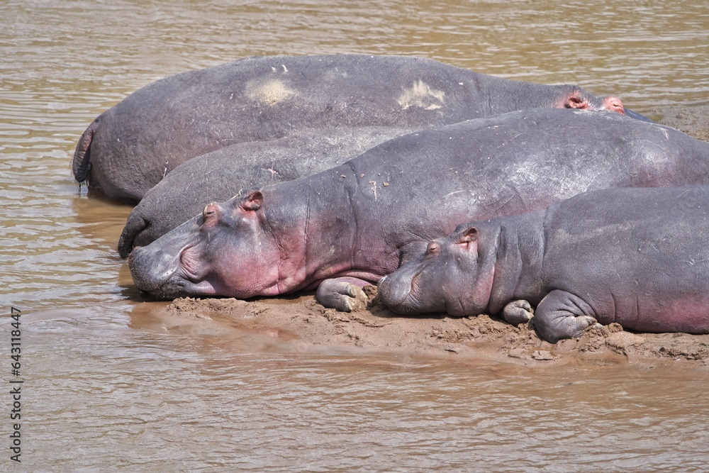 Fototapeta premium hippopotamus in water