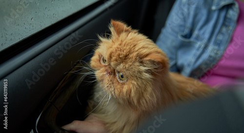 Pet with owner in the car on the seat. Traveling with an animal.