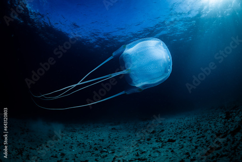 Box Jellyfish, Cape Town, South Africa