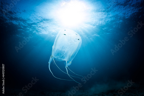 Box Jellyfish, Cape Town, South Africa
