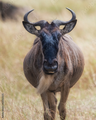 Fototapeta Naklejka Na Ścianę i Meble -  Savana wildlife in Tanzania - Serengeti National Park