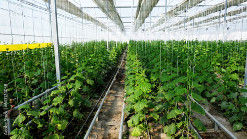 Uzbekistan - drip irrigation of cucumbers