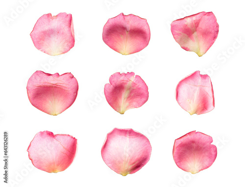 Set of 9 pink color rose petals on a white background or transparent	