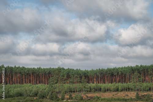 Fototapeta Naklejka Na Ścianę i Meble -  Pine forest and cloudy sky. Landscape with pine trees.
