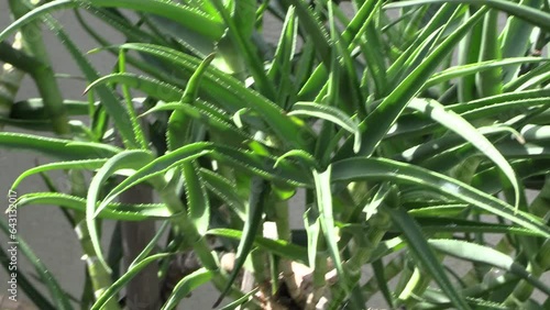 plante Aloe striatula en gros plan photo
