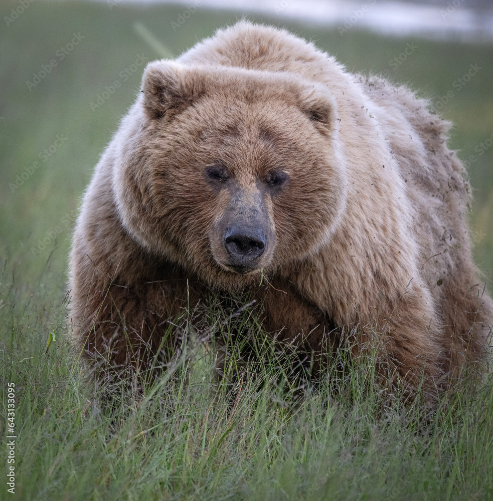 Fototapeta premium Brown Bear Sow Closeup
